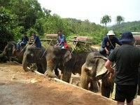 Elefantridning Kaho Sok 038