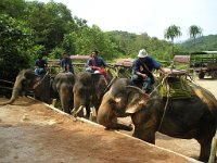 Elefantridning Kaho Sok 039